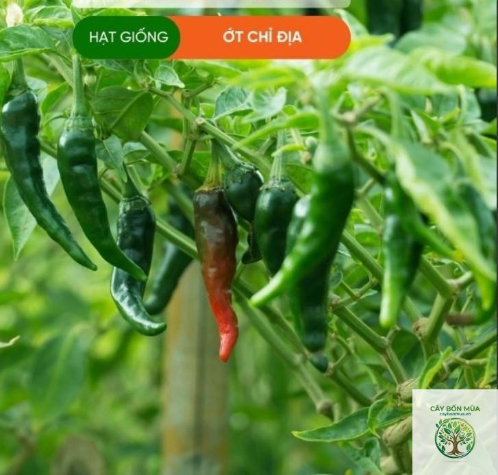 cây ớt chỉ địa - Image 3