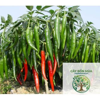 cây ớt chỉ địa