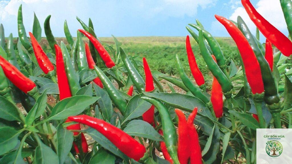 cây ớt chỉ thiên