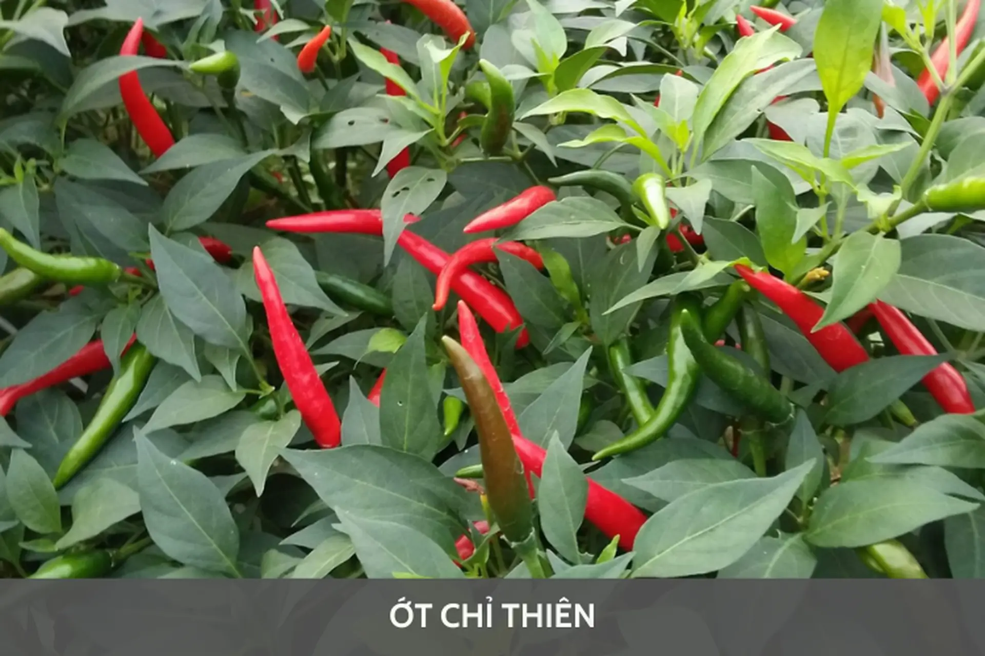 cây ớt chỉ thiên - Image 5