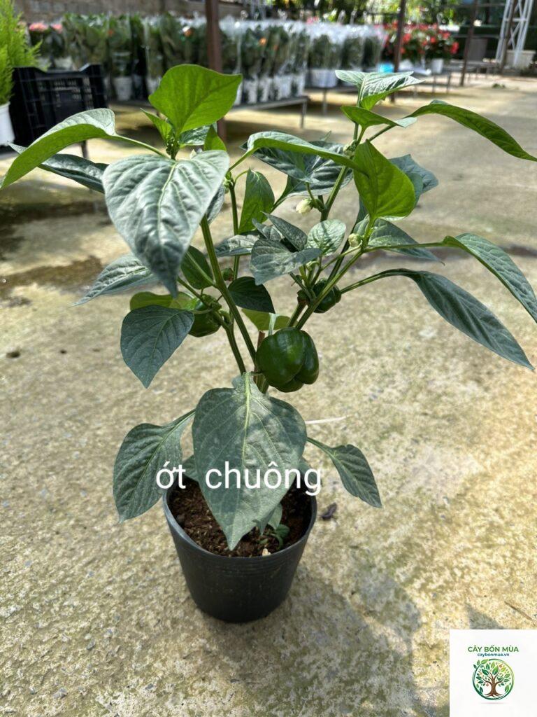 cây ớt chuông