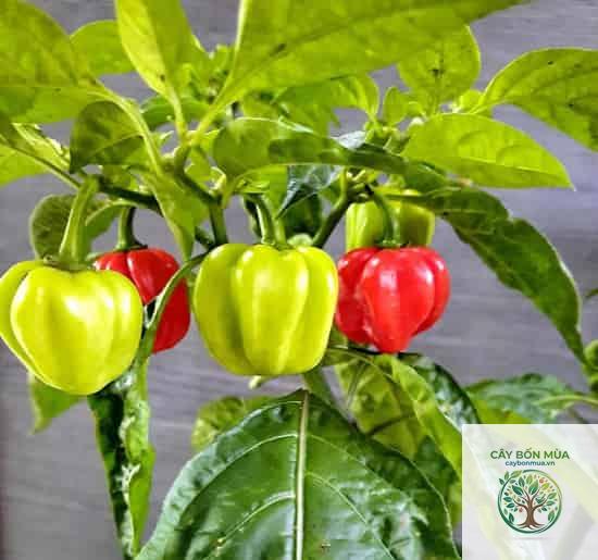 cây ớt habanero - Image 2