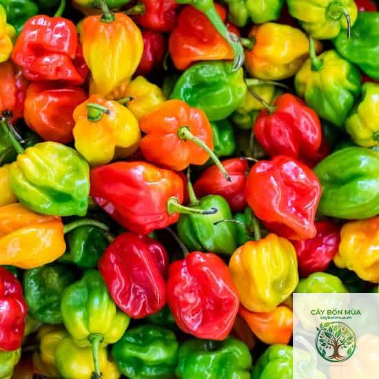cây ớt habanero - Image 3