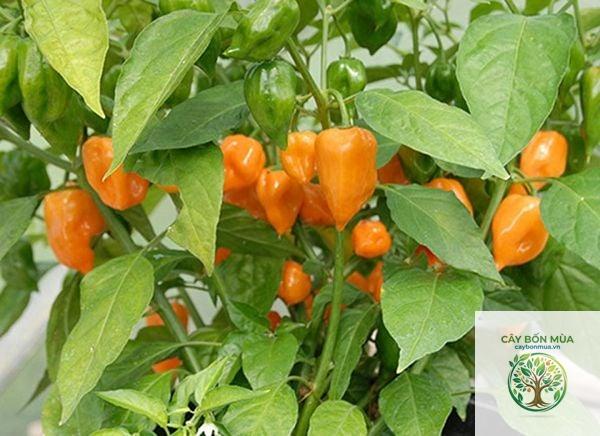 cây ớt habanero - Image 4