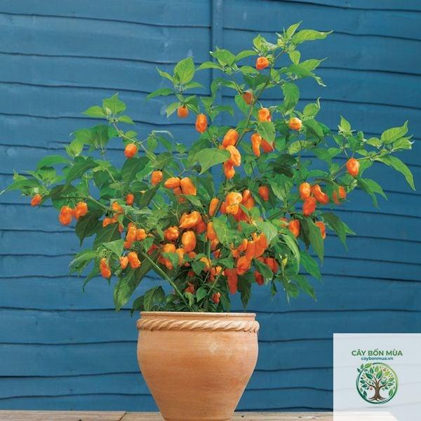cây ớt habanero