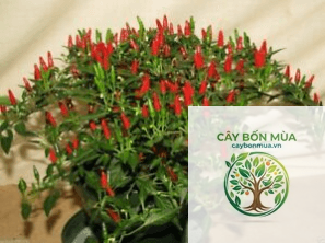 cây ớt hiểm - Image 4