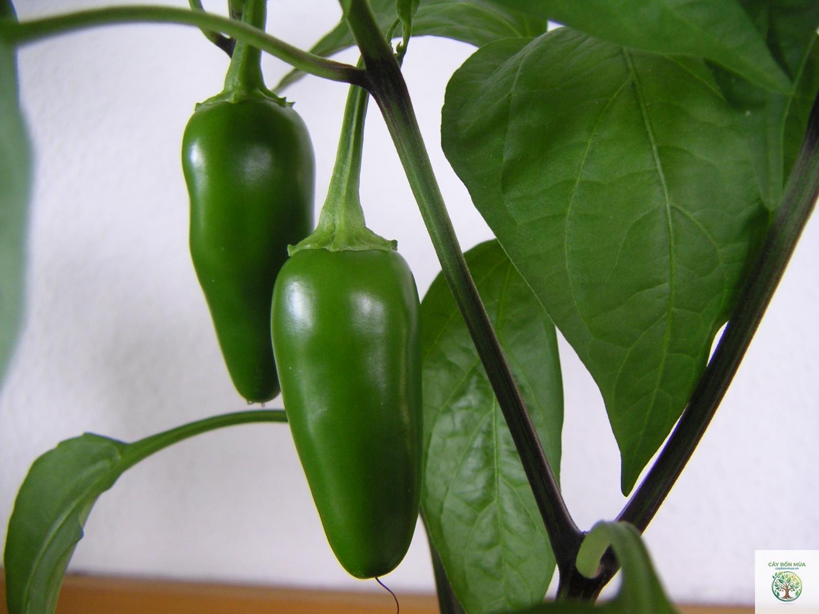cây ớt jalapeno - Image 3
