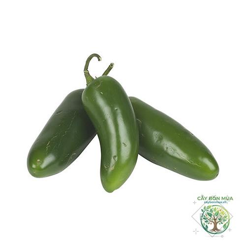 cây ớt jalapeno - Image 4