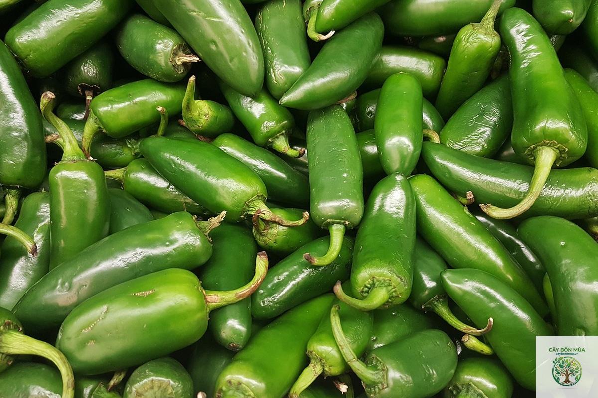 cây ớt jalapeno - Image 5