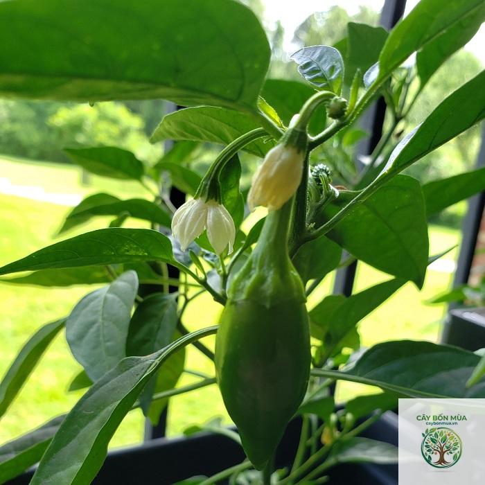 cây ớt jalapeno