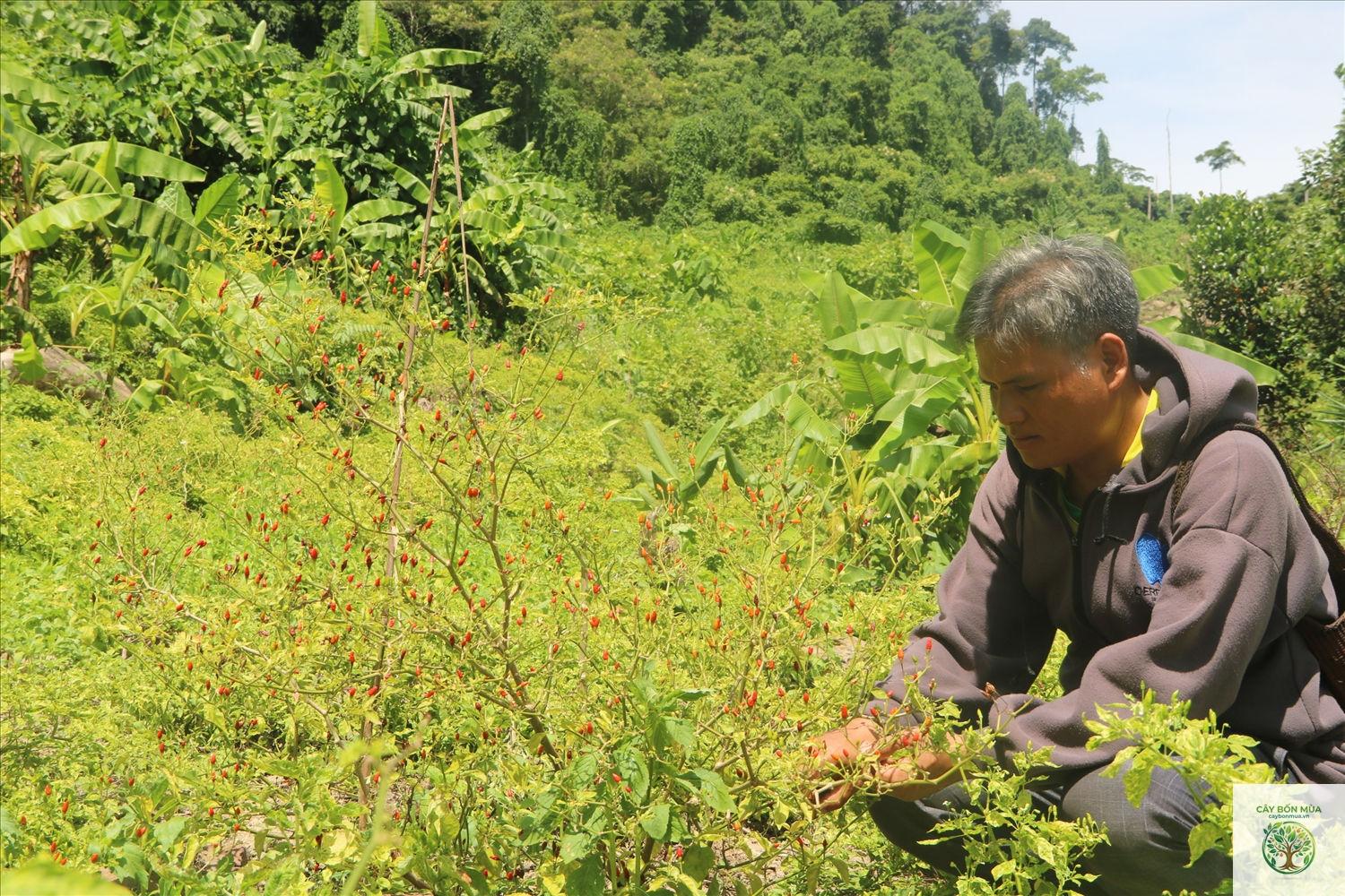 cây ớt núi - Image 3