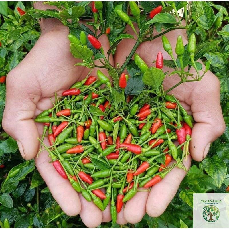cây ớt núi