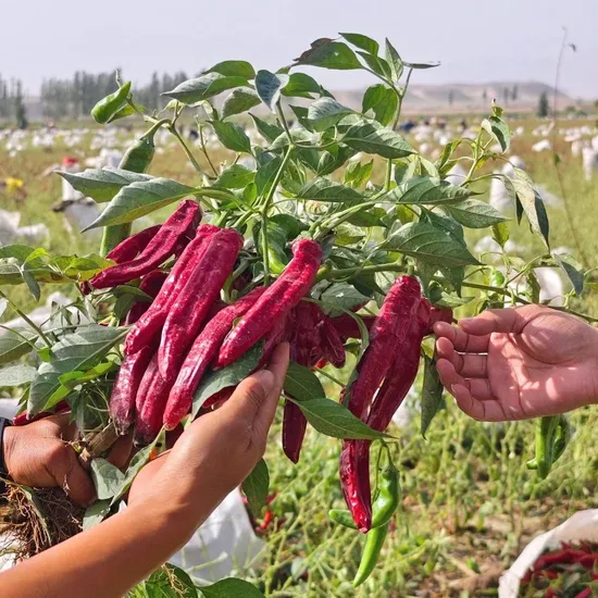 cây ớt paprika - Image 2