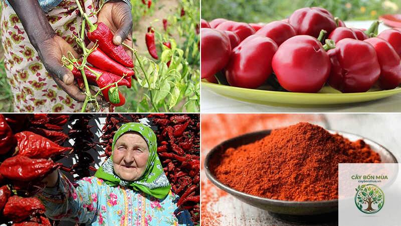 cây ớt paprika - Image 4