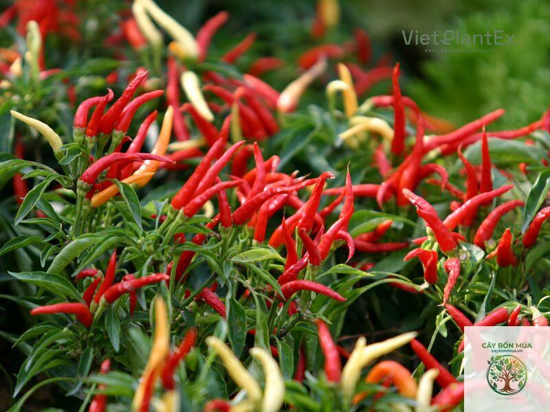 cây ớt paprika