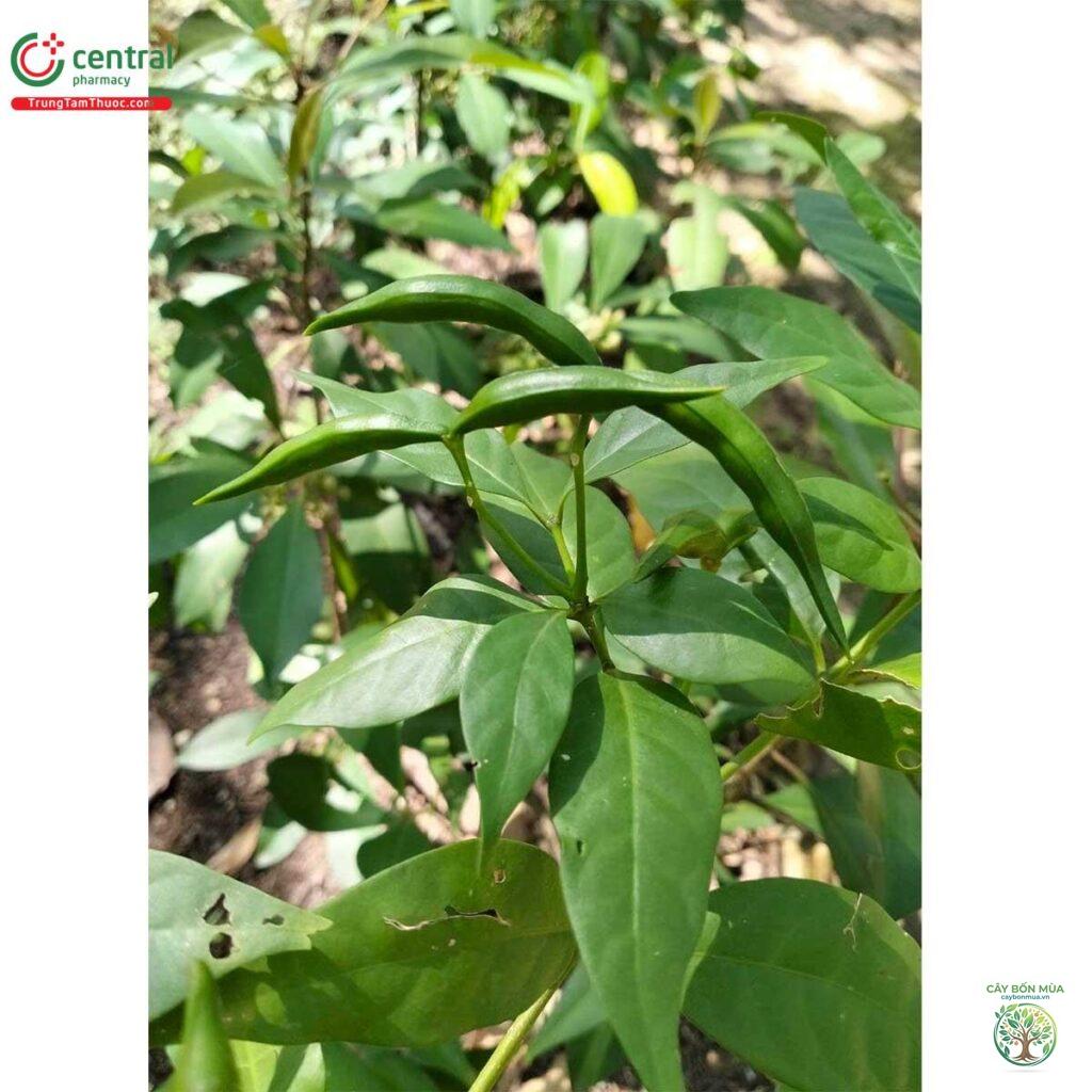 cây ớt rừng