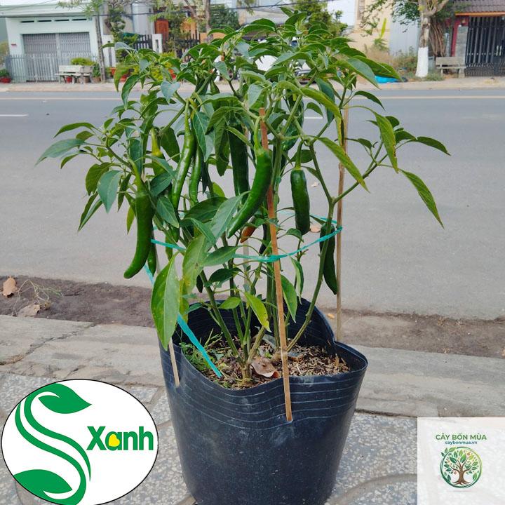 cây ớt sừng - Image 2