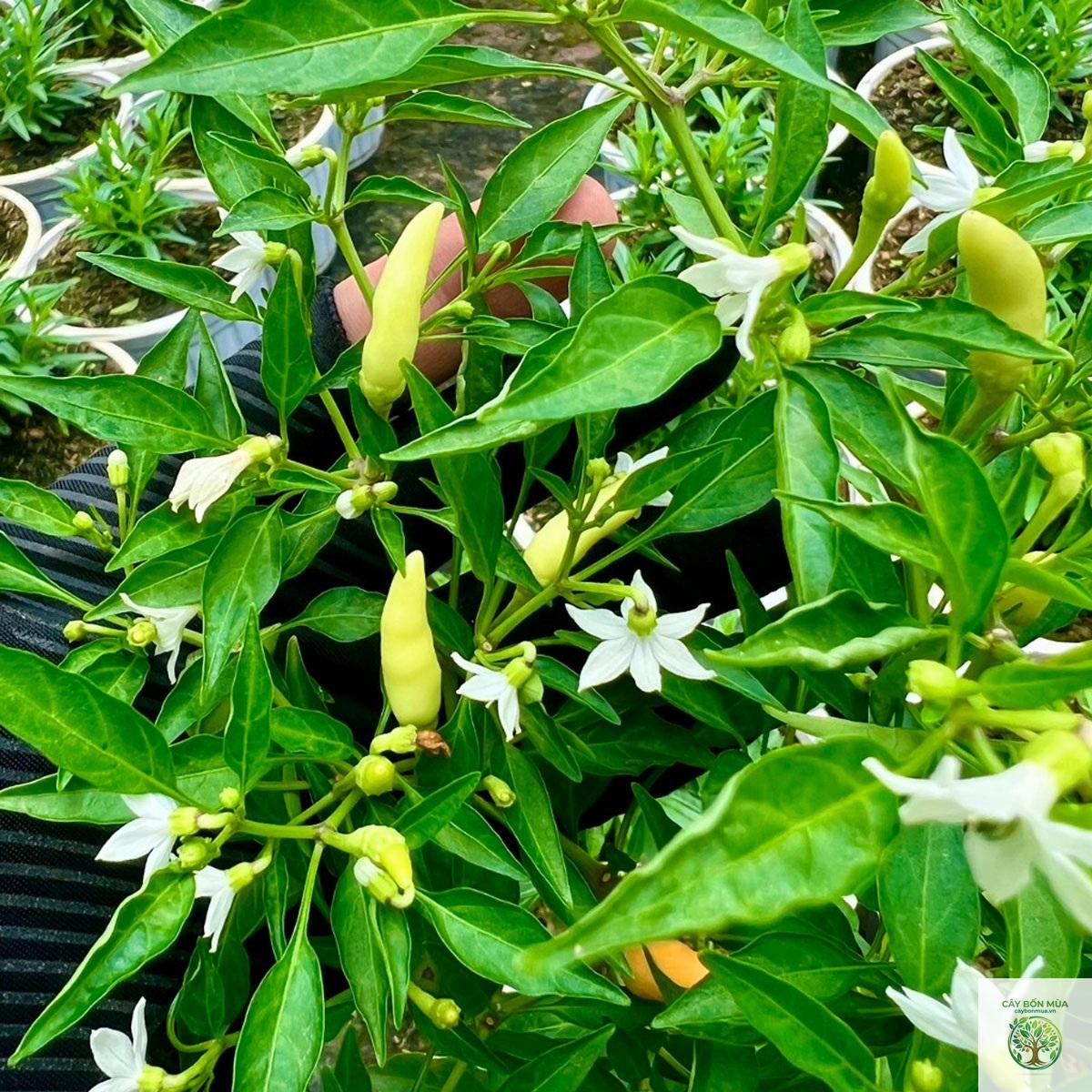 cây ớt trắng - Image 2