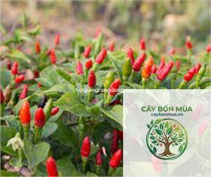 cây ớt xiêm đỏ