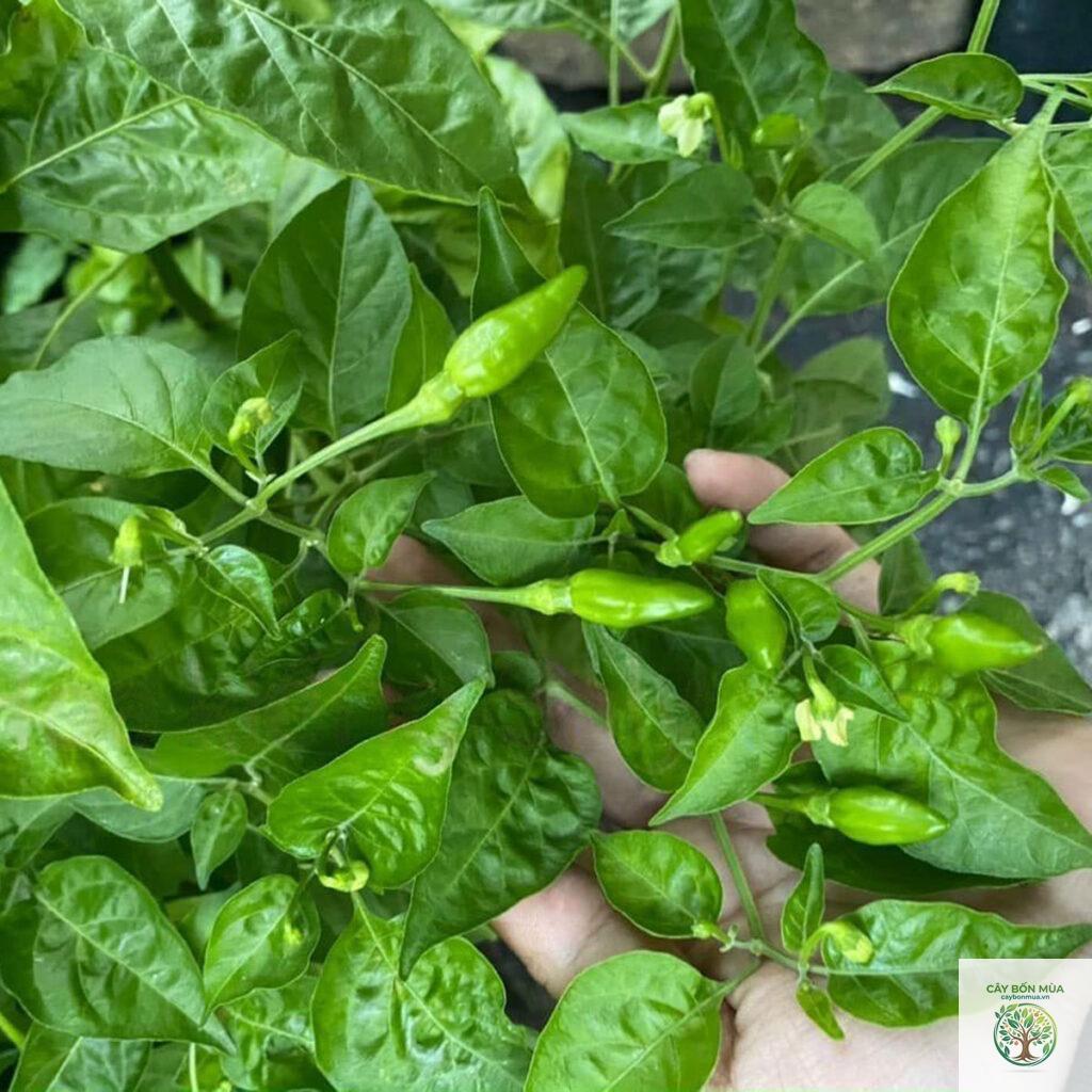 cây ớt xiêm xanh