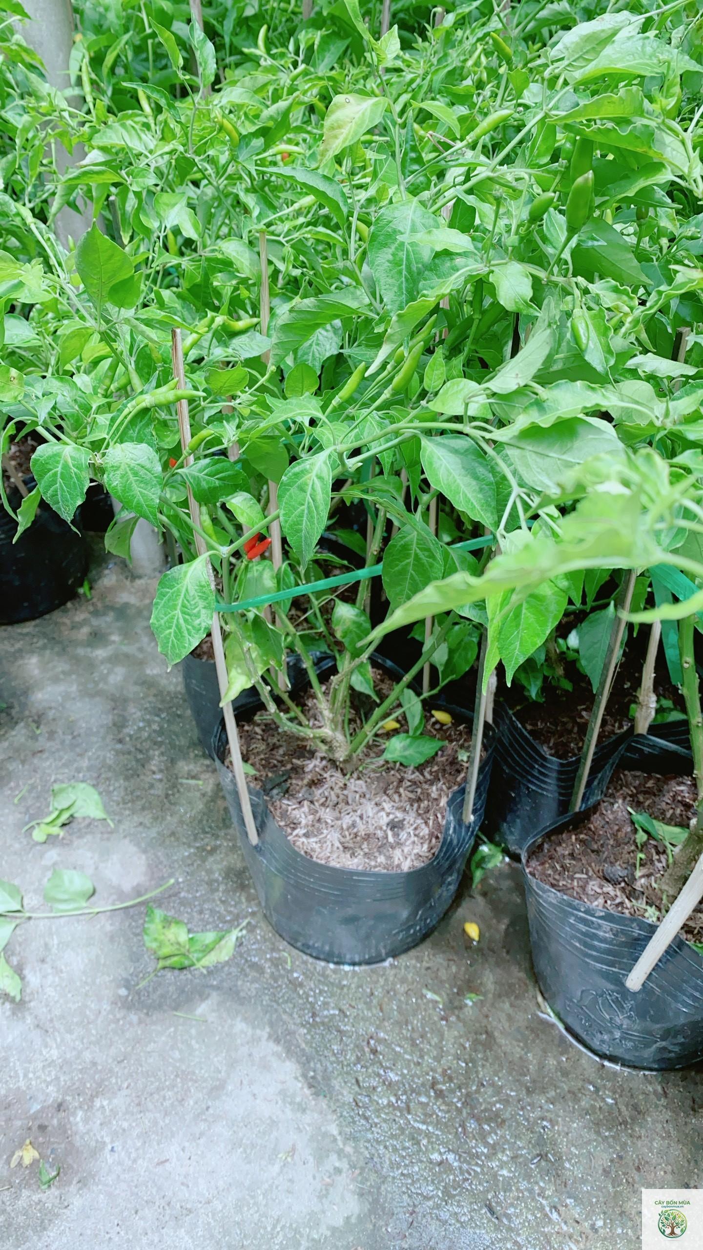 cây ớt xiêm xanh - Image 4