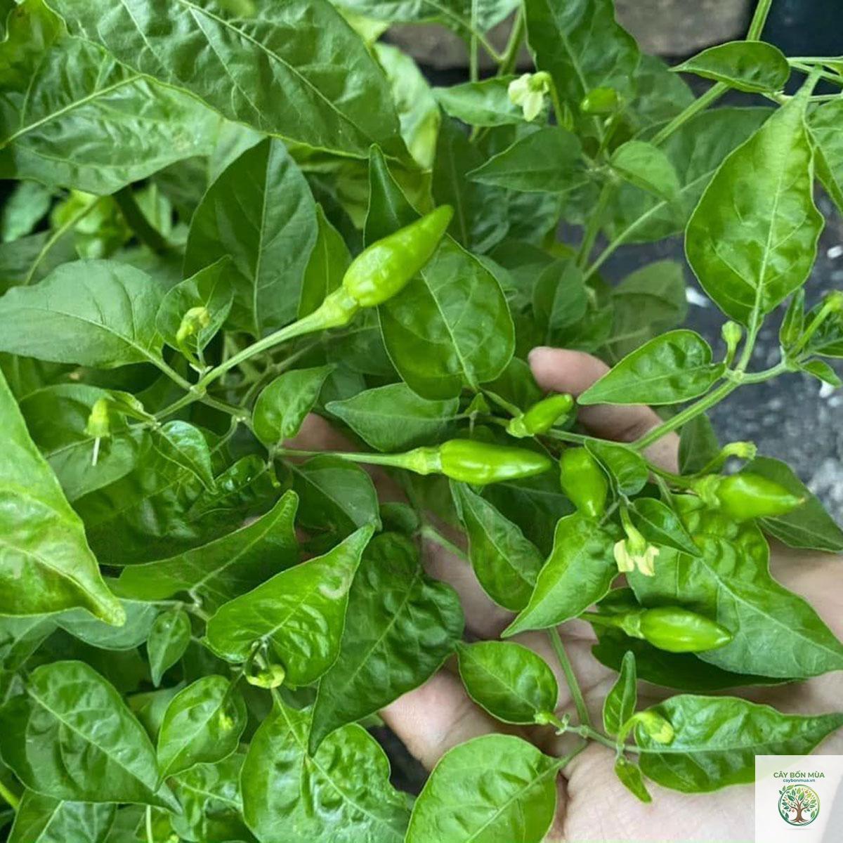cây ớt xiêm - Image 1