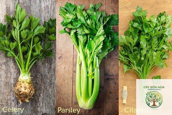 cây parsley - Image 2