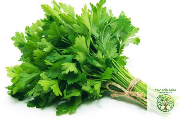 cây parsley - Image 4