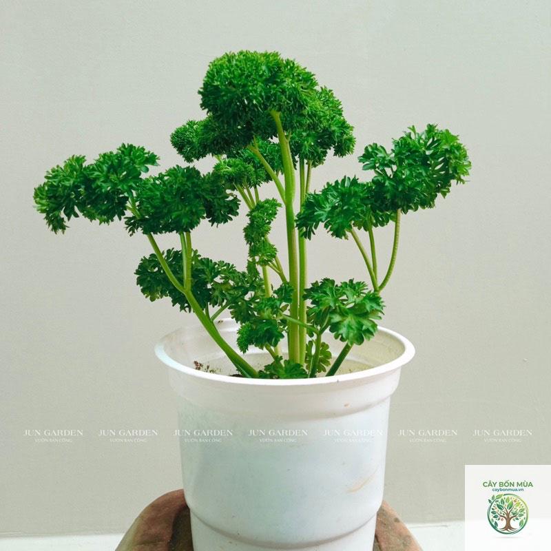 cây parsley - Image 5