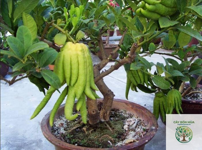 cây phật thủ Thái Lan