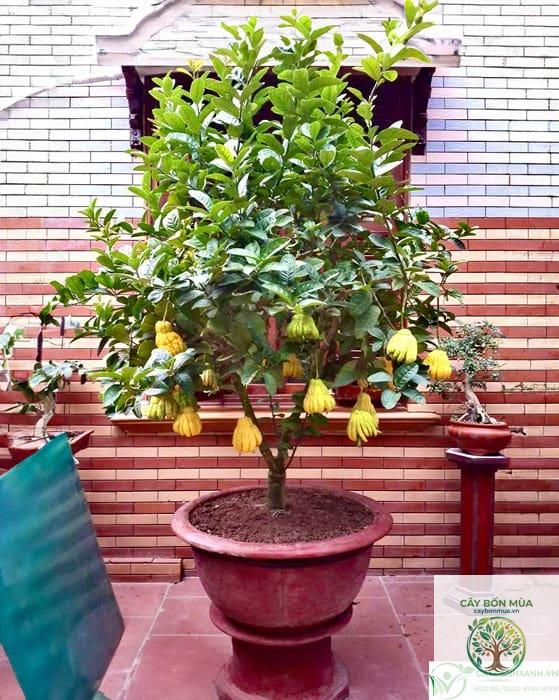cây phật thủ Trung Quốc - Image 2