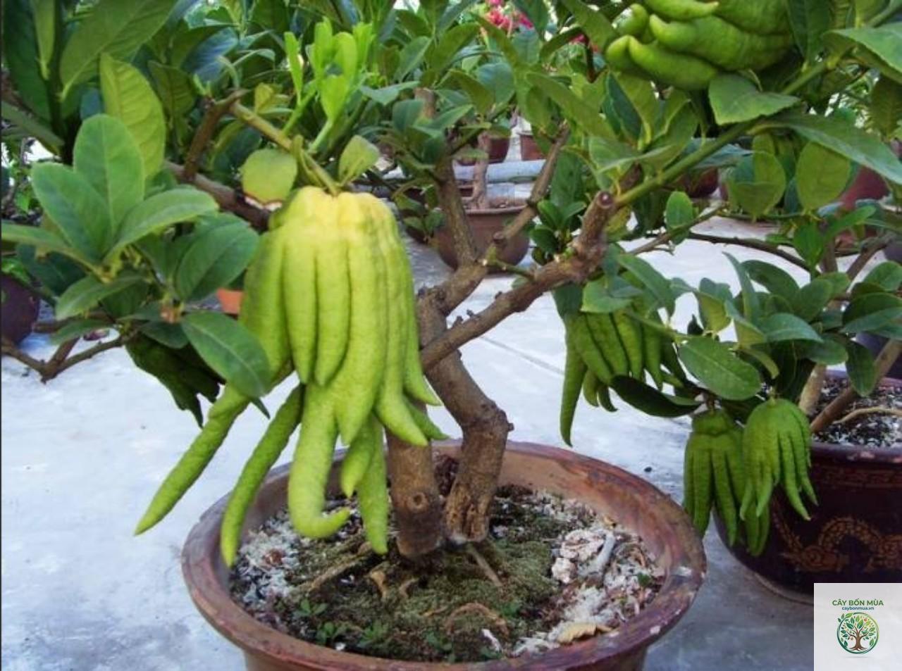 cây phật thủ đỏ - Image 5