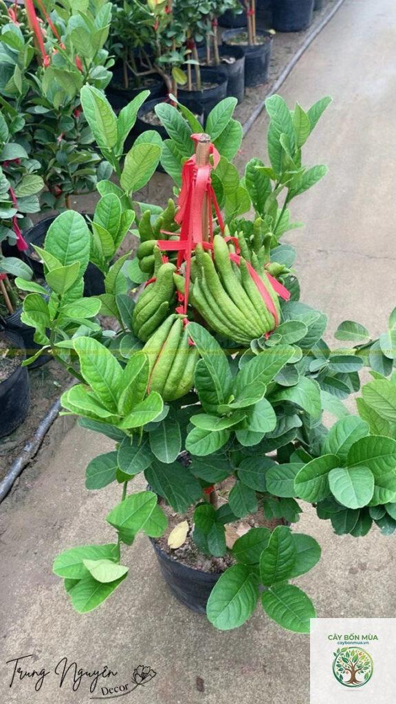 cây phật thủ đỏ