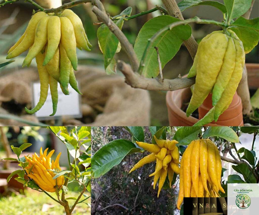 cây phật thủ ngón tay