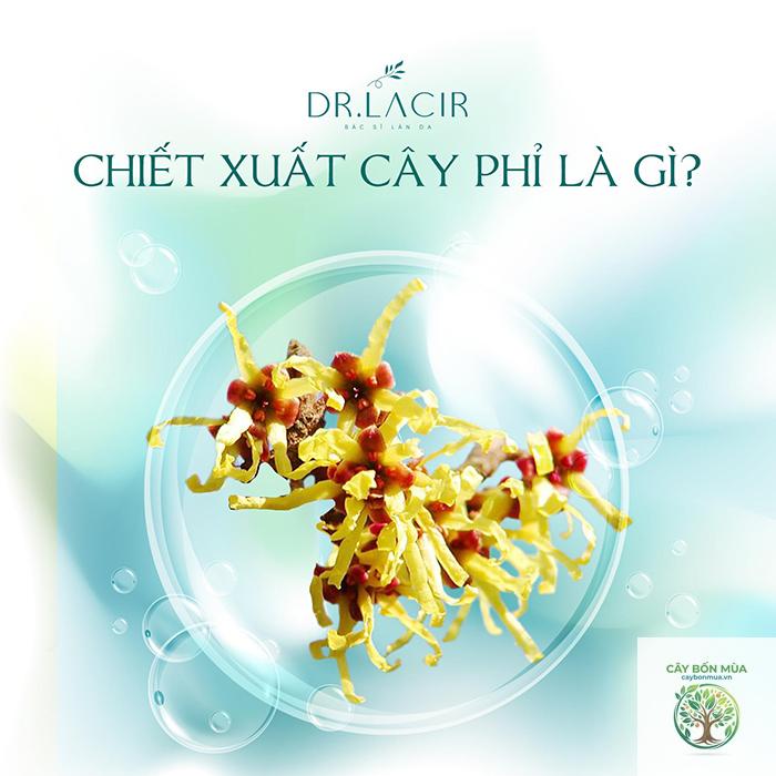 cây phỉ Mỹ - Image 2