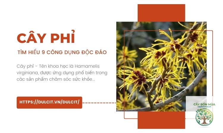 cây phỉ châu Âu - Image 2