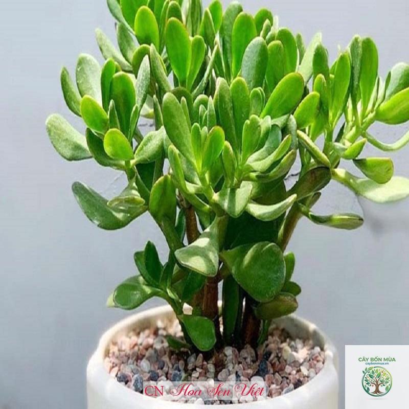 cây phỉ xanh - Image 2