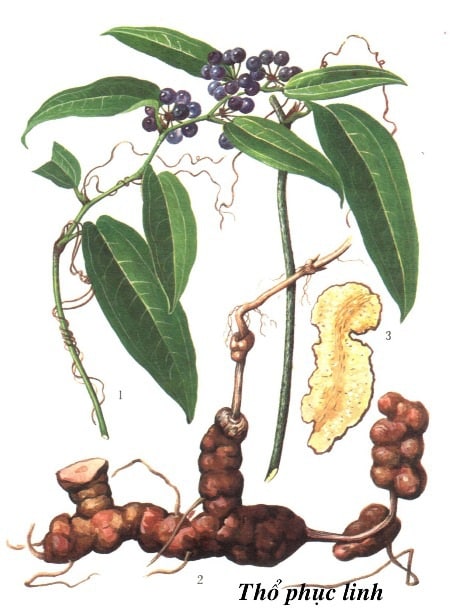 cây phục linh - Image 3