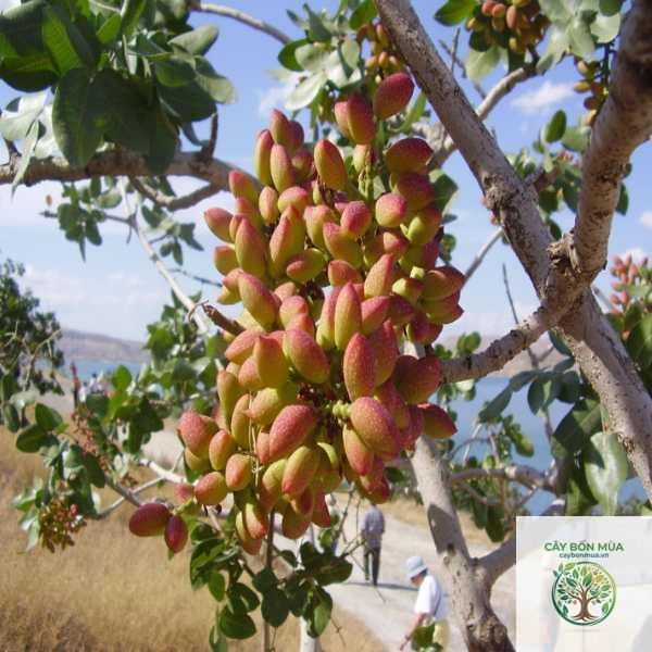 cây pistachio - Image 2