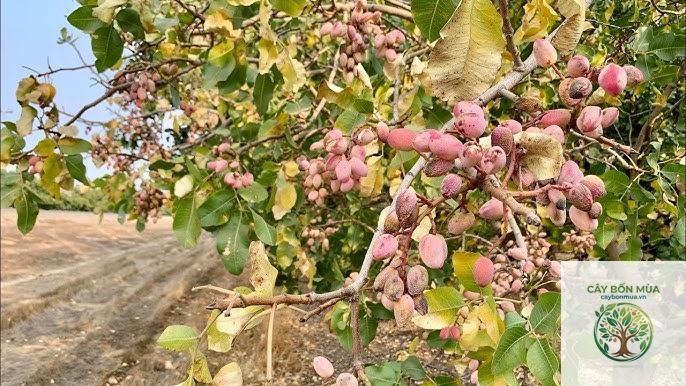 cây pistachio - Image 3