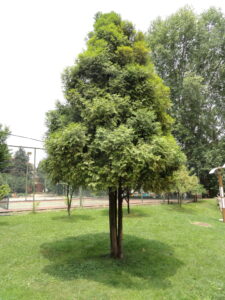cây pơ mu