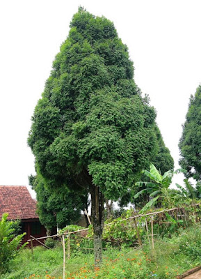 cây pơ mu - Image 5