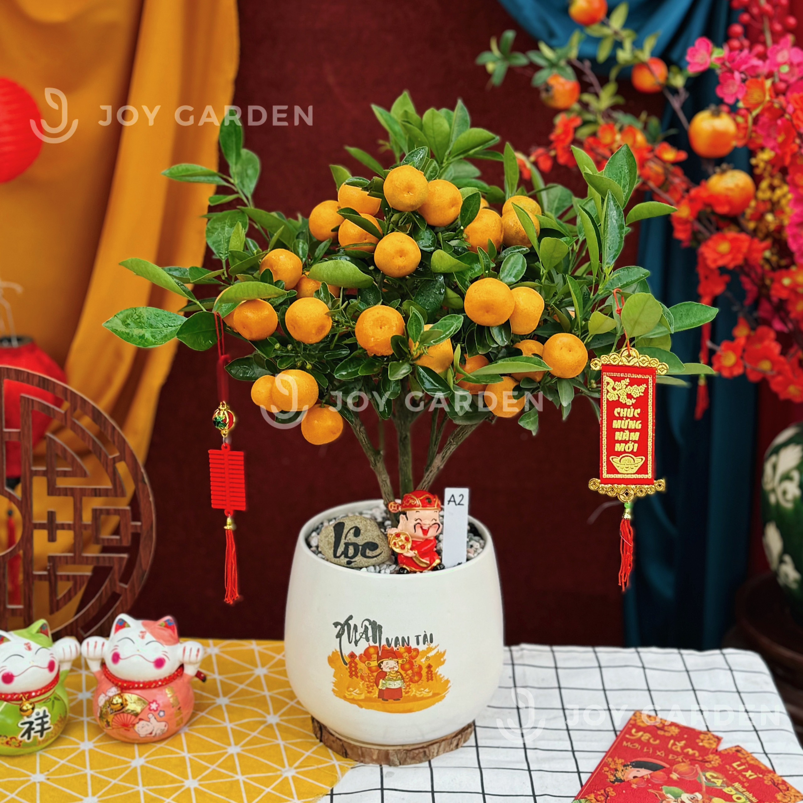 cây quất - Image 2