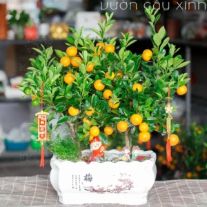 cây quất
