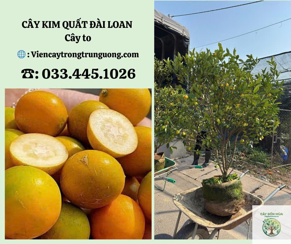 cây quất Đài Loan - Image 3