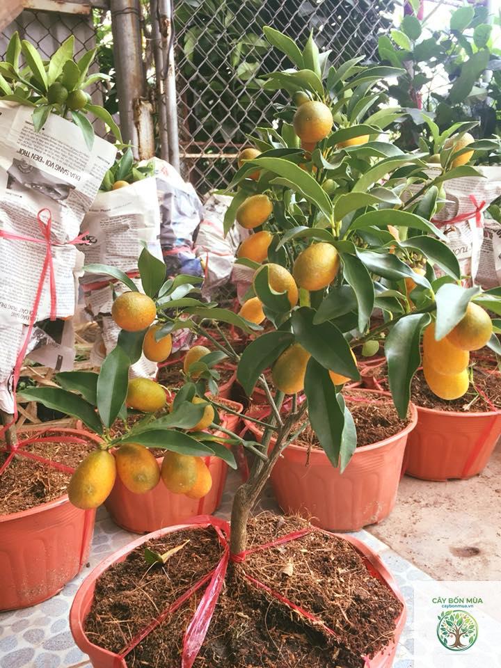 cây quất Đài Loan - Image 5