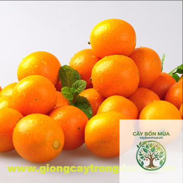 cây quất đường