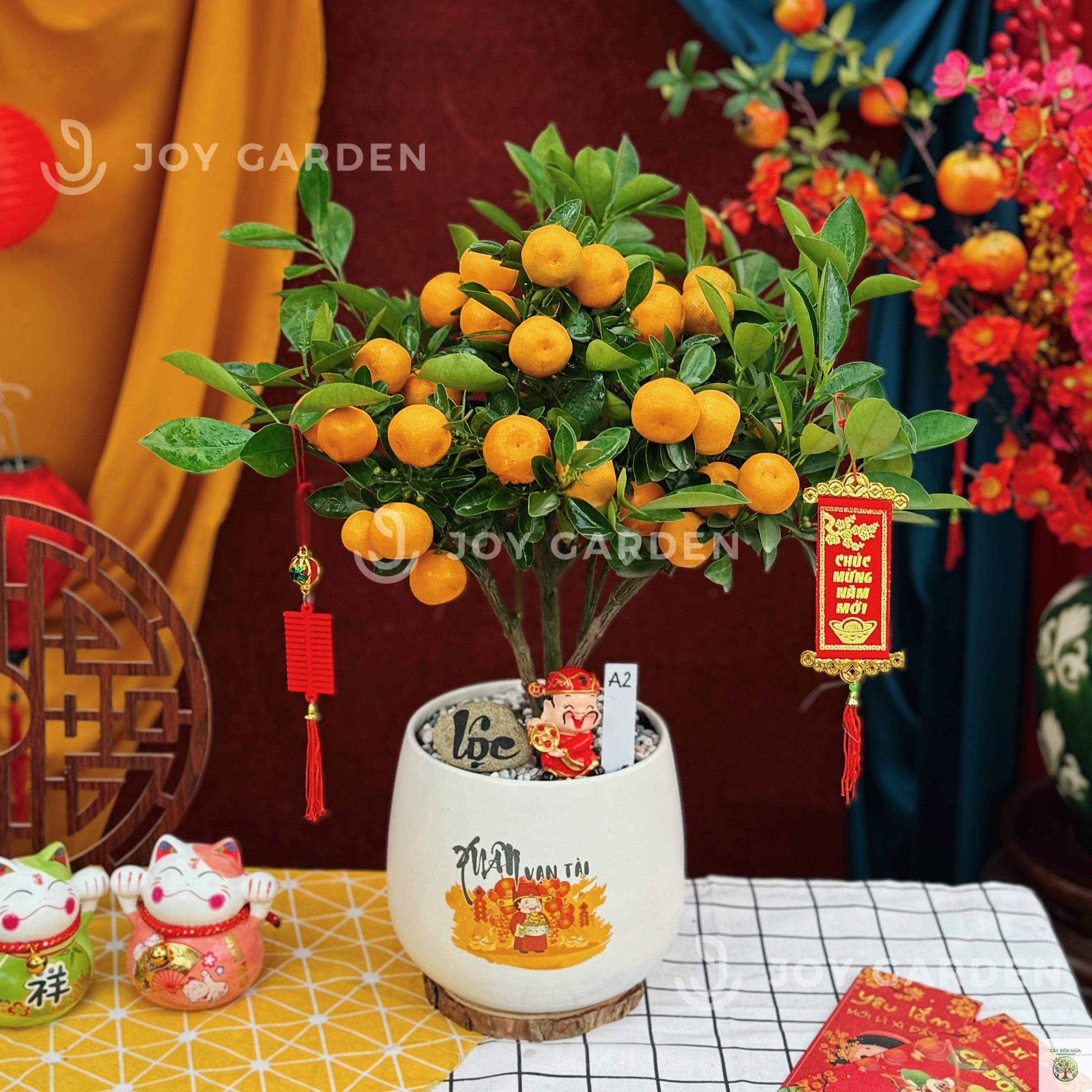 cây quất vàng - Image 2