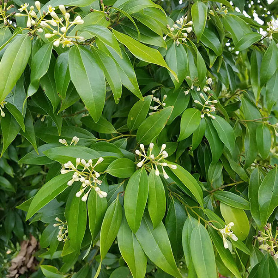 cây quế - Image 2
