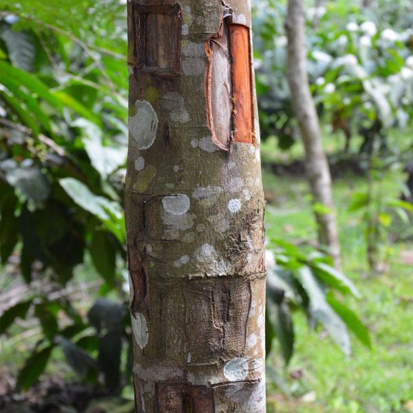 cây quế - Image 3
